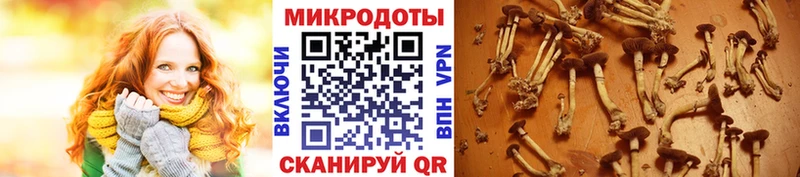 гидра маркетплейс  Чухлома  Галлюциногенные грибы мицелий 